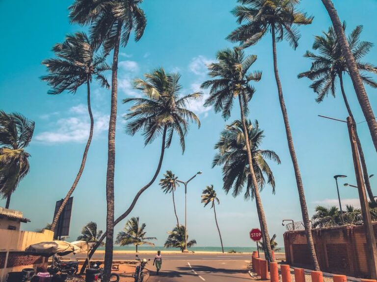 Front de mer borde de cocotiers a Lome au Togo